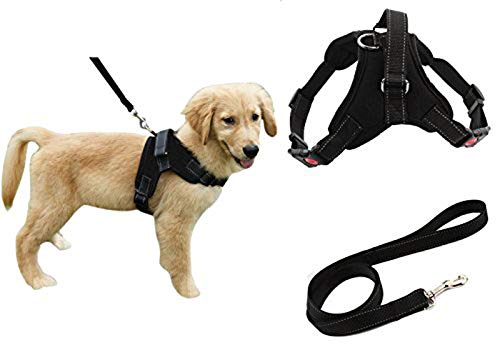 Best Adjustable Puppy Harness In 2022