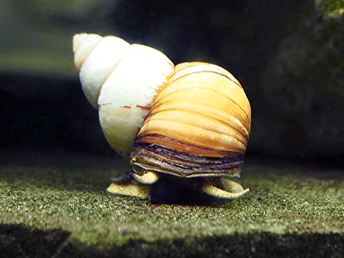Best Algae Eating Pond Snails Reviews
